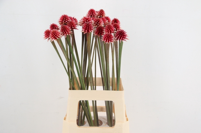 <h4>INRIDIA FLOWER</h4>