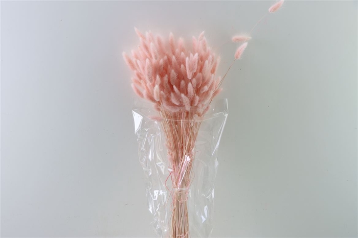 <h4>Dried Lagurus L Pink Bunch Slv</h4>