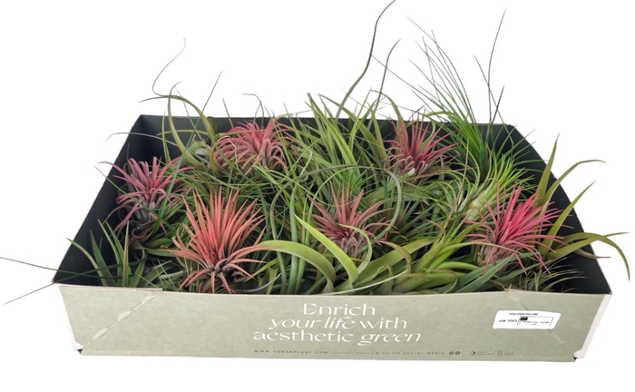<h4>tillandsia mix x25</h4>