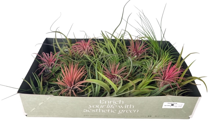 <h4>tillandsia mix x25</h4>