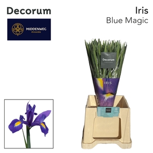 Iris Iris Blue Magic