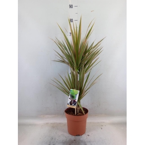 Dracaena marg. 'Bicolor'