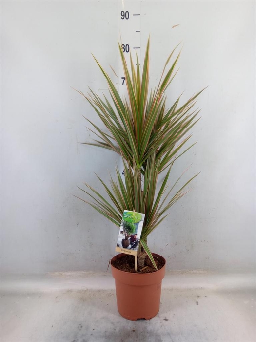 <h4>Dracaena marg. 'Bicolor'</h4>