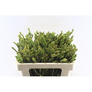 Kaaps Leucad New Look