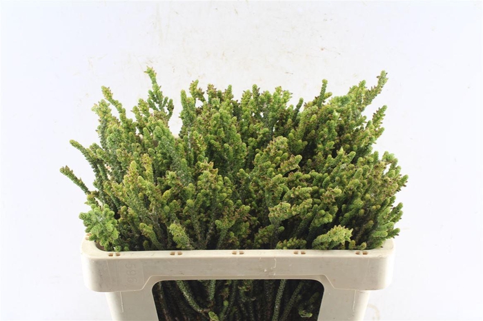 <h4>Leucad New Look</h4>