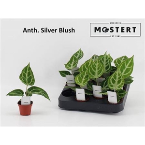 Anthurium overig