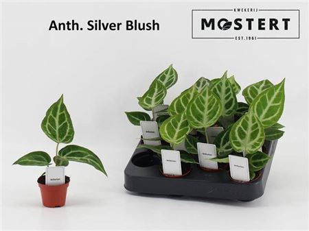 <h4>Anthurium overig</h4>