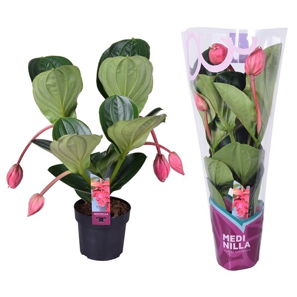 <h4>Medinilla Magnifica Flamenco 2 etage 4 knop in exclusieve hoes</h4>