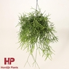 Rhipsalis heterocloda