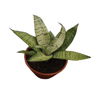 SANSEVIERIA HAHNI VARIADO P11