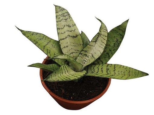 <h4>SANSEVIERIA HAHNI VARIADO P11</h4>