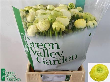 <h4>Ran El Creme</h4>