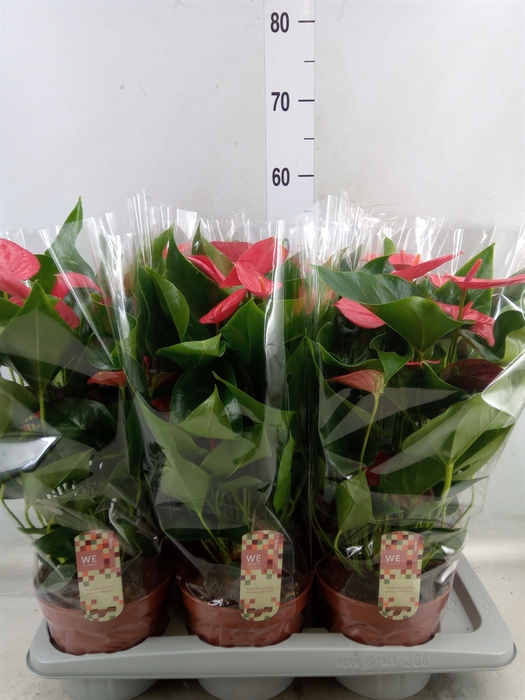 <h4>Anthurium andr. 'Melito'</h4>