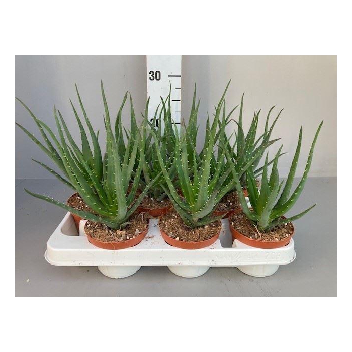 <h4>Aloe arborescens</h4>