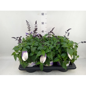 Salvia  'Salgoon Lake Blueberry'