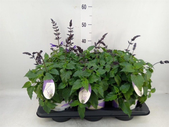 <h4>Salvia  'Salgoon Lake Blueberry'</h4>