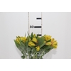 ALSTROEMERIA CARIBBEAN 080 CM
