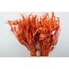 Dried Strelitziablad Orange P Stem