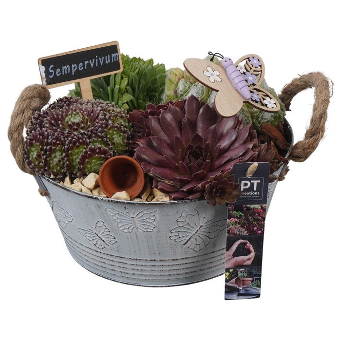 <h4>Arr.  Sempervivum L%</h4>