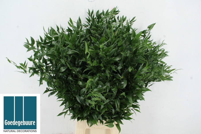 <h4>DANAE RACEMOSA PB</h4>