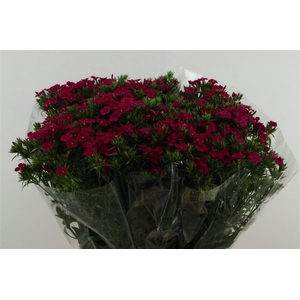 Di Barb Neon Cherry 75cm