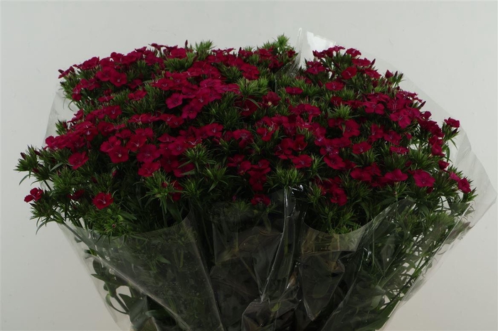 <h4>Di Barb Neon Cherry 75cm</h4>