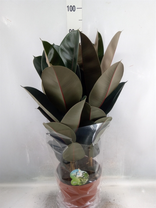 <h4>Ficus elastica 'Abidjan'</h4>