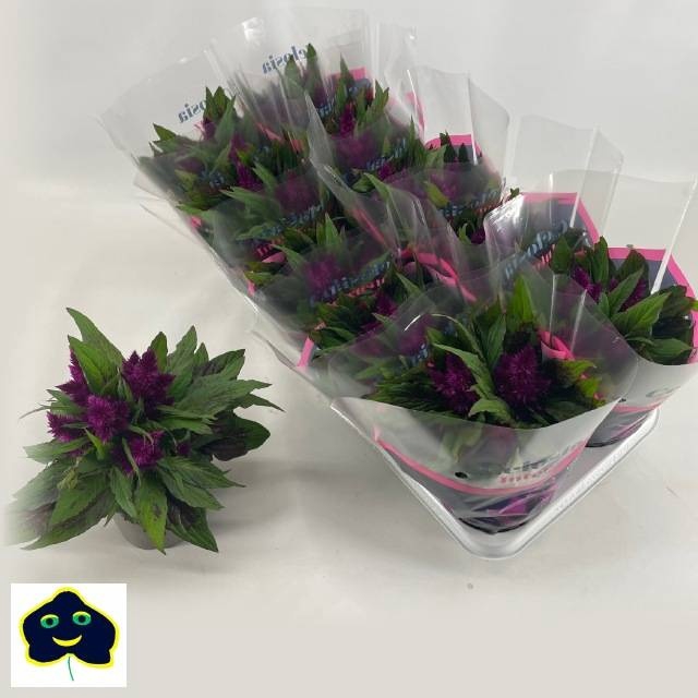 <h4>CEL INTENZ DARK PURP</h4>