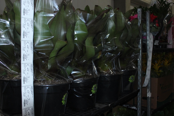 <h4>BROMELIA IMPERIAL P27 VERDE/VERMELHO</h4>