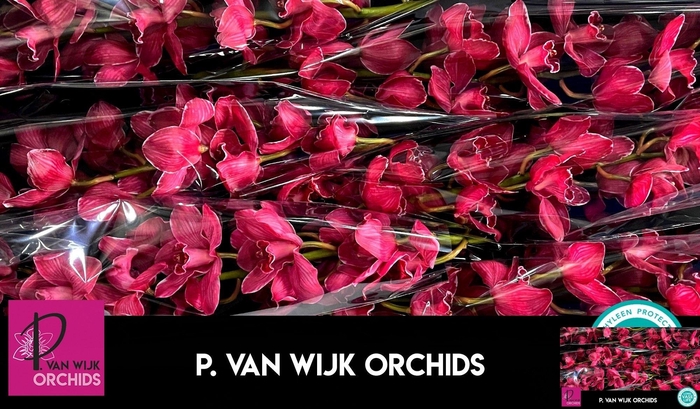 <h4>CYMB T KLB H%</h4>