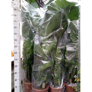 Strelitzia nicolai