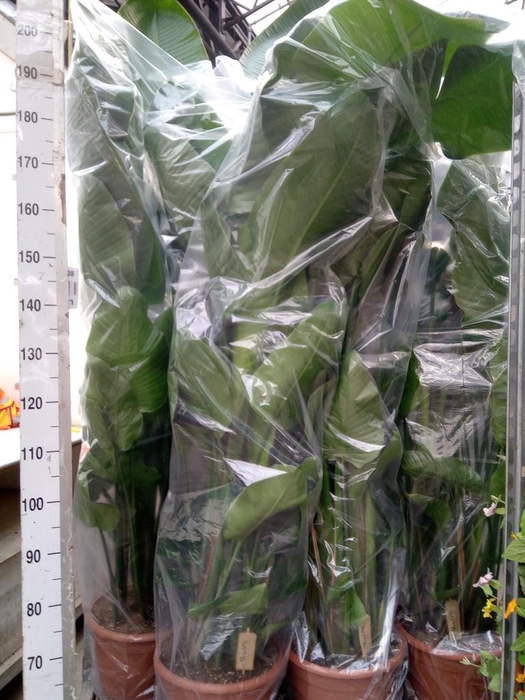 <h4>Strelitzia nicolai</h4>
