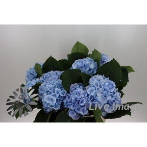 Hydrangea verena blue