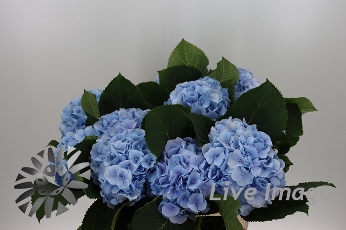 <h4>Hydrangea verena blue</h4>