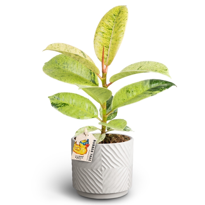 FICUS ELASTICA P10 DUNE