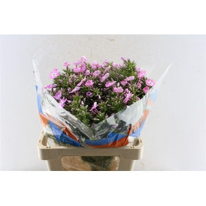 Phlox Senora Pink