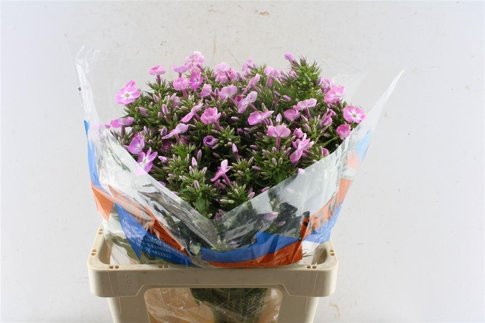 <h4>Phlox Senora Pink</h4>