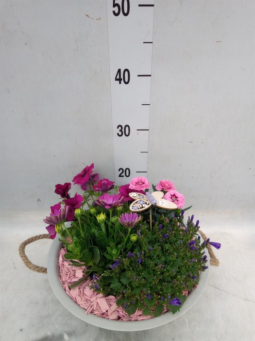 <h4>Arr.   Perkplanten H%</h4>