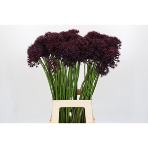 Allium atropurpureum