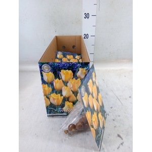 Tulipa   ...flowerbulbs