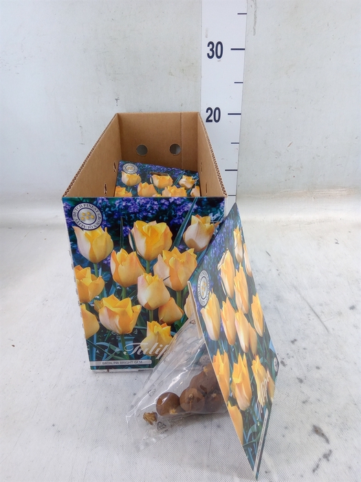 <h4>Tulipa   ...flowerbulbs</h4>