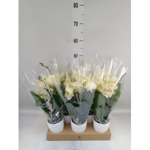 Phalaenopsis  'Elegant Cascade'