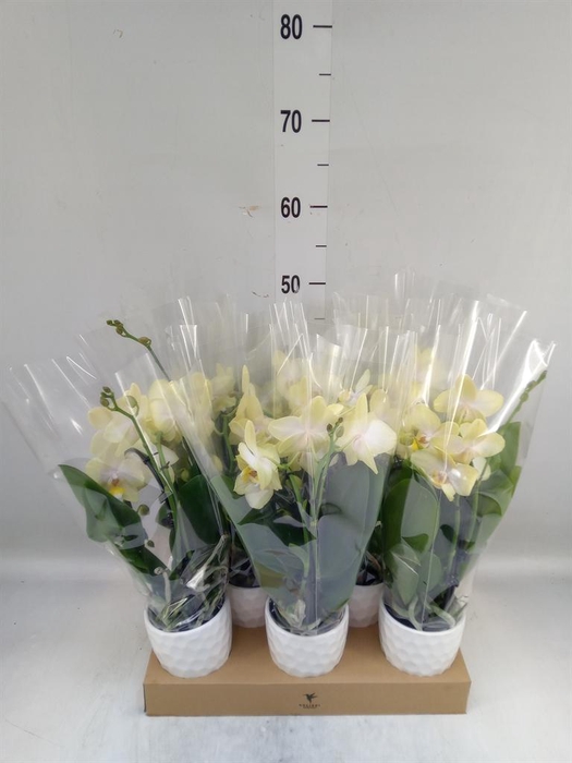 <h4>Phalaenopsis  'Elegant Cascade'</h4>