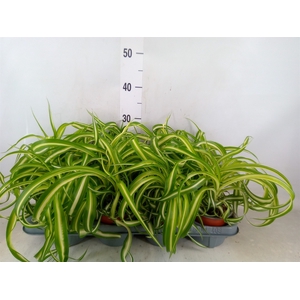 Chlorophytum com. 'Bonnie'