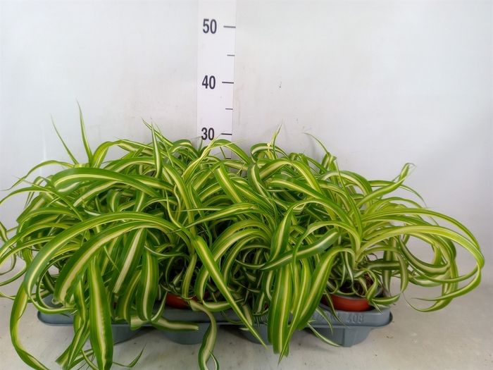 <h4>Chlorophytum com. 'Bonnie'</h4>