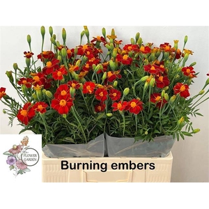 TAG BURNING EMBERS