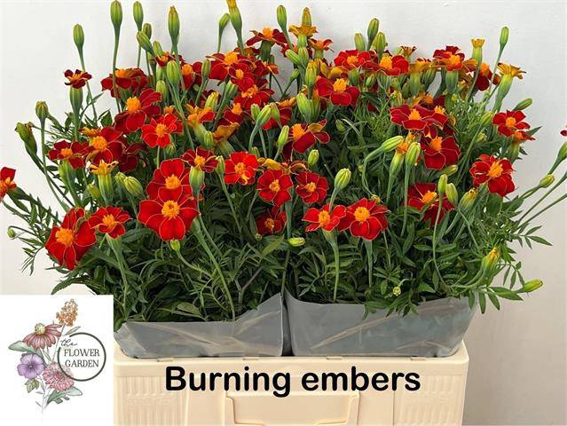 <h4>TAG BURNING EMBERS</h4>
