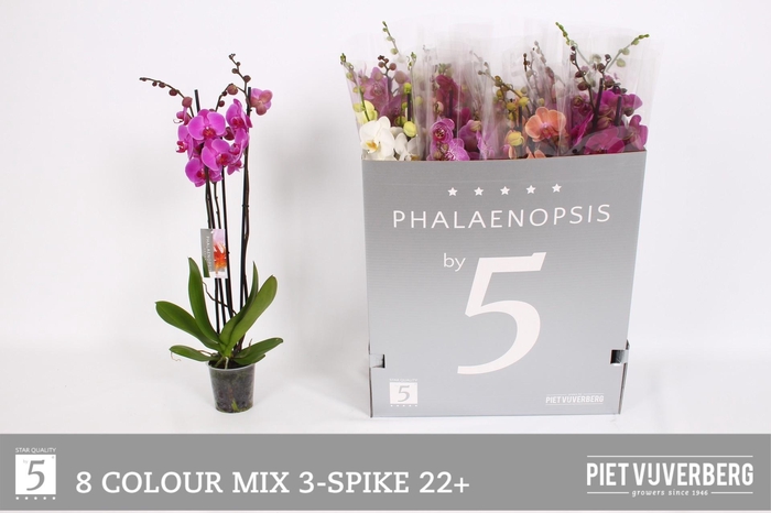 <h4>PHAL GEM 8 KL</h4>