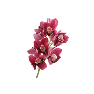 Cymbidium Orchid Pink