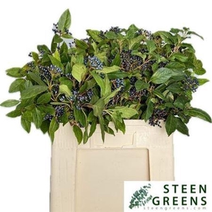 Vibur Dark Bl Herman